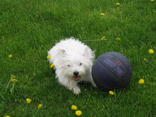 play ball